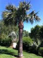 Sabal bermudana - palmier gant exotique plein soleil 10-12m